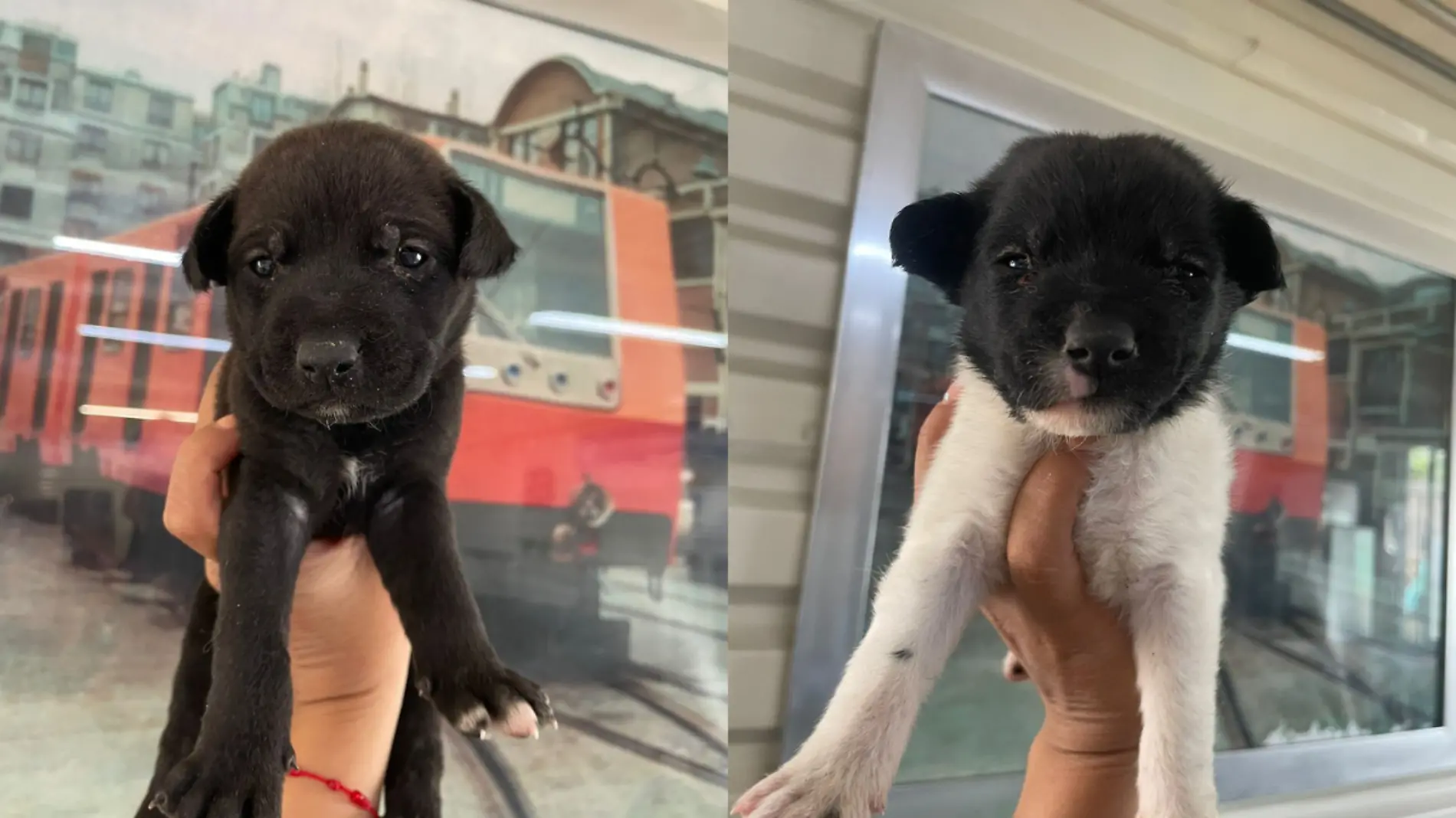 Perritas rescatadas en el Metro